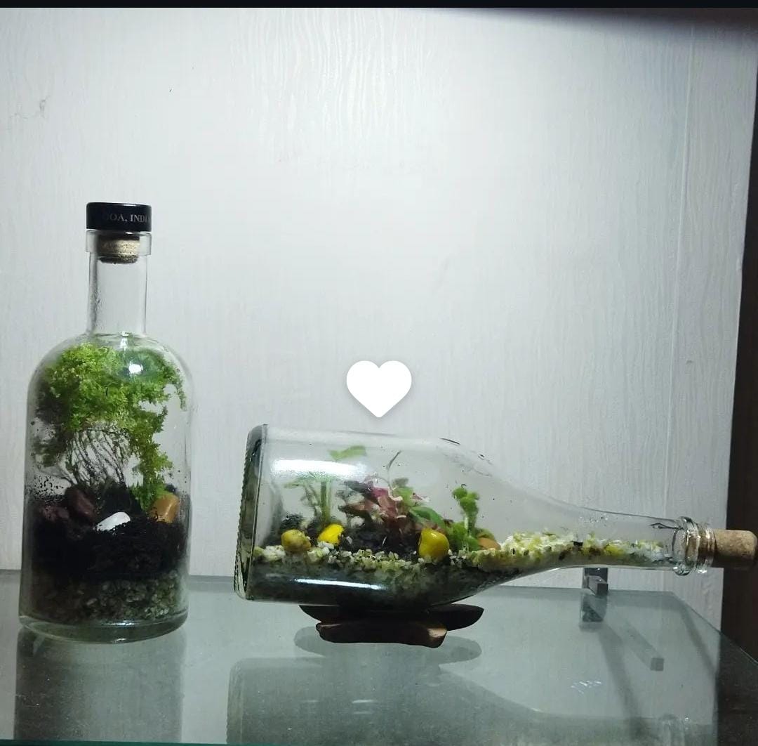 Terrarium-1