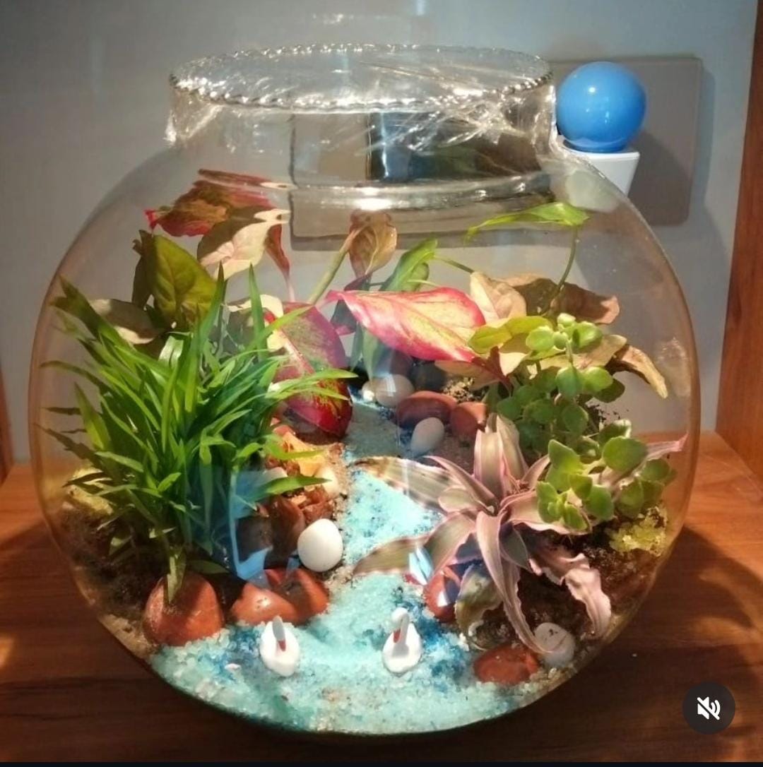 Terrarium-2