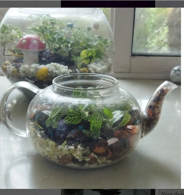 Terrarium-5